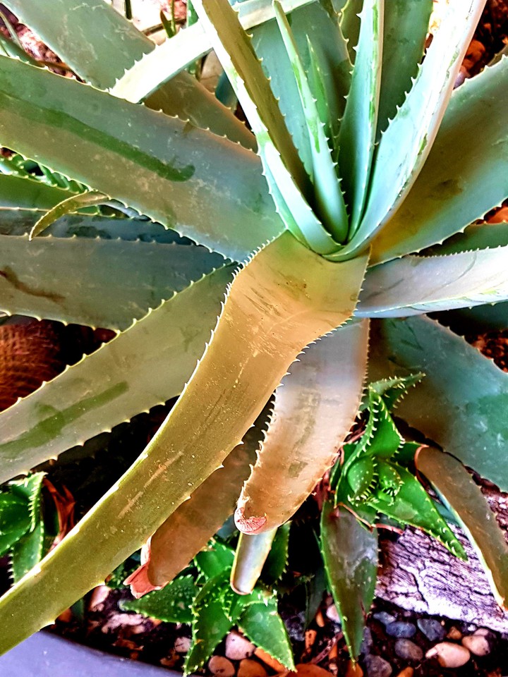 aloe