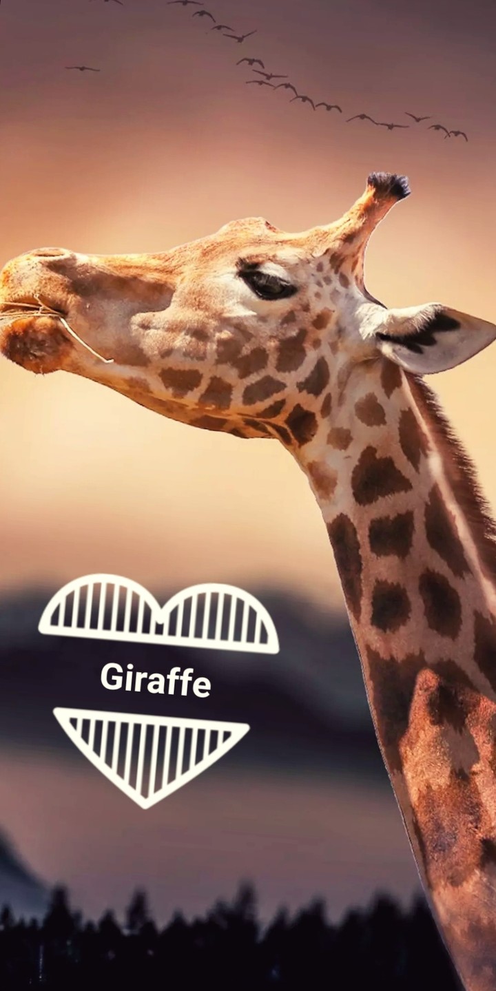 girafe