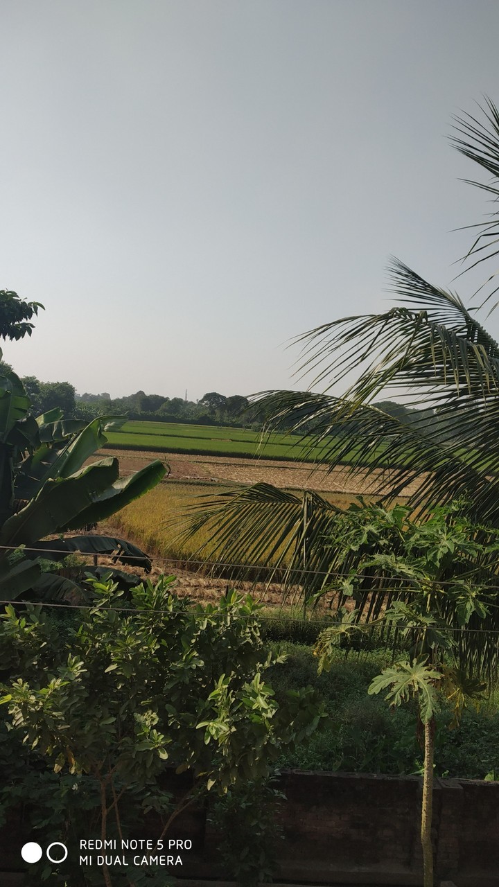 A view of nature from my room