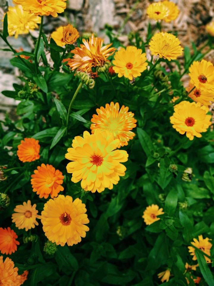 Flowers