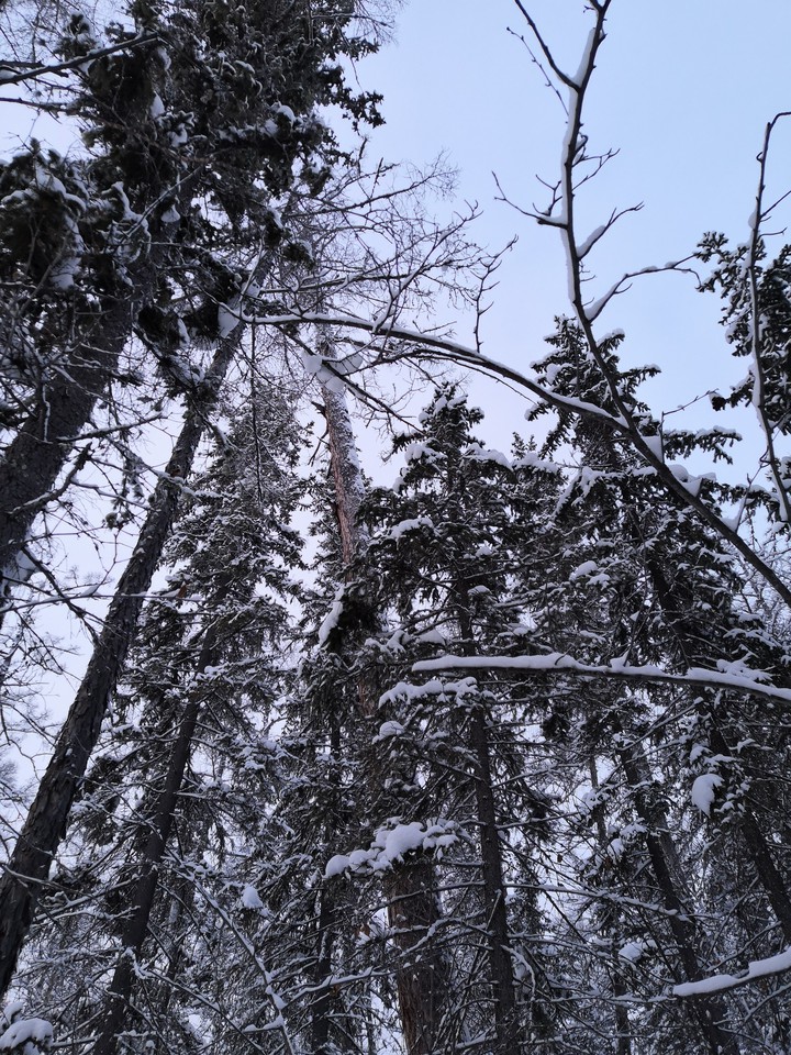 зимний лес❄️