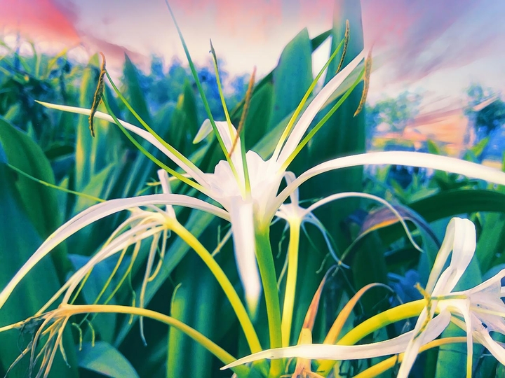 flower_animation