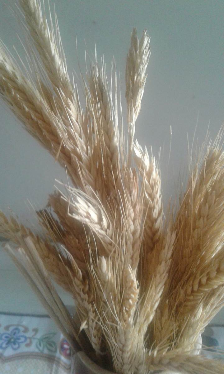 Trigo