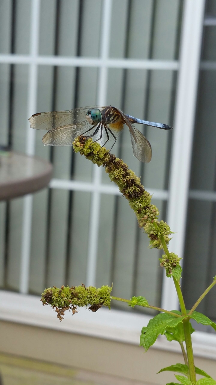 Green eyed dragon fly