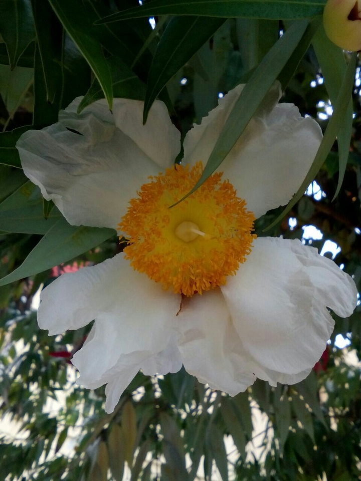 white flower