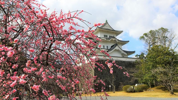 Iga Ueno castle & plum blossoms