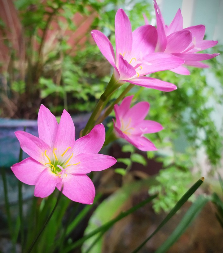 flower
