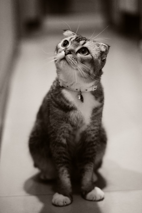 Kitten