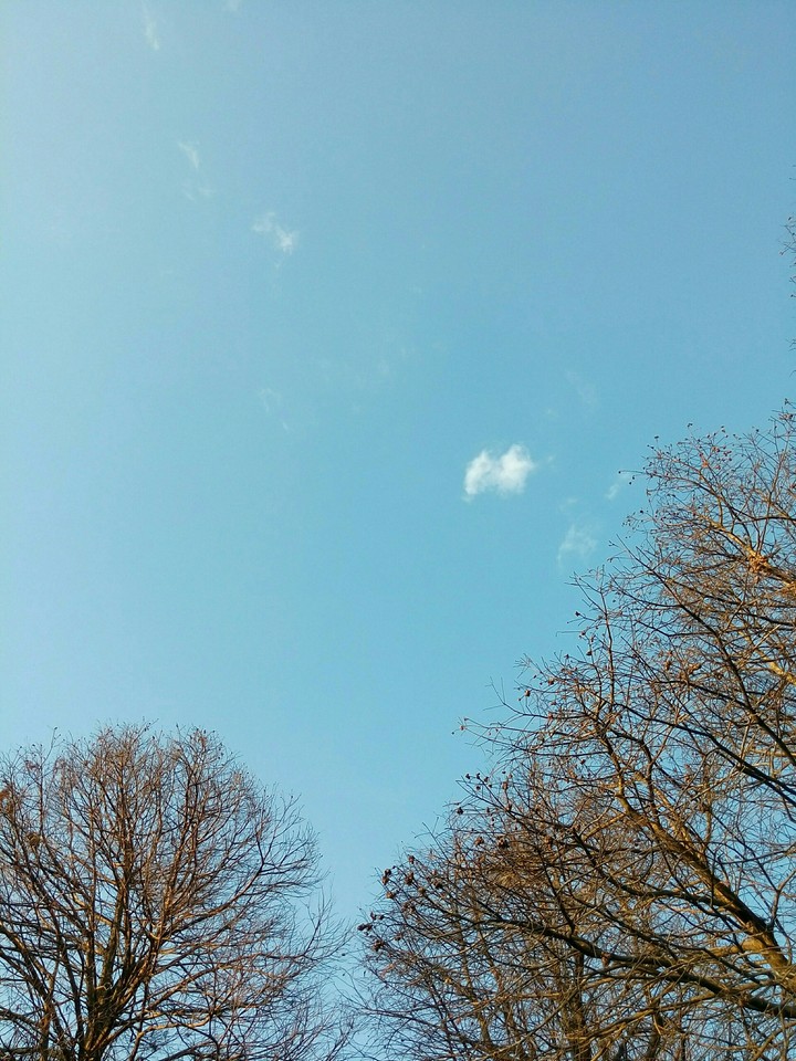 樹和雲