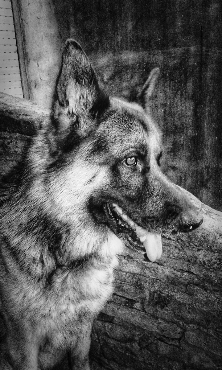 Doggg