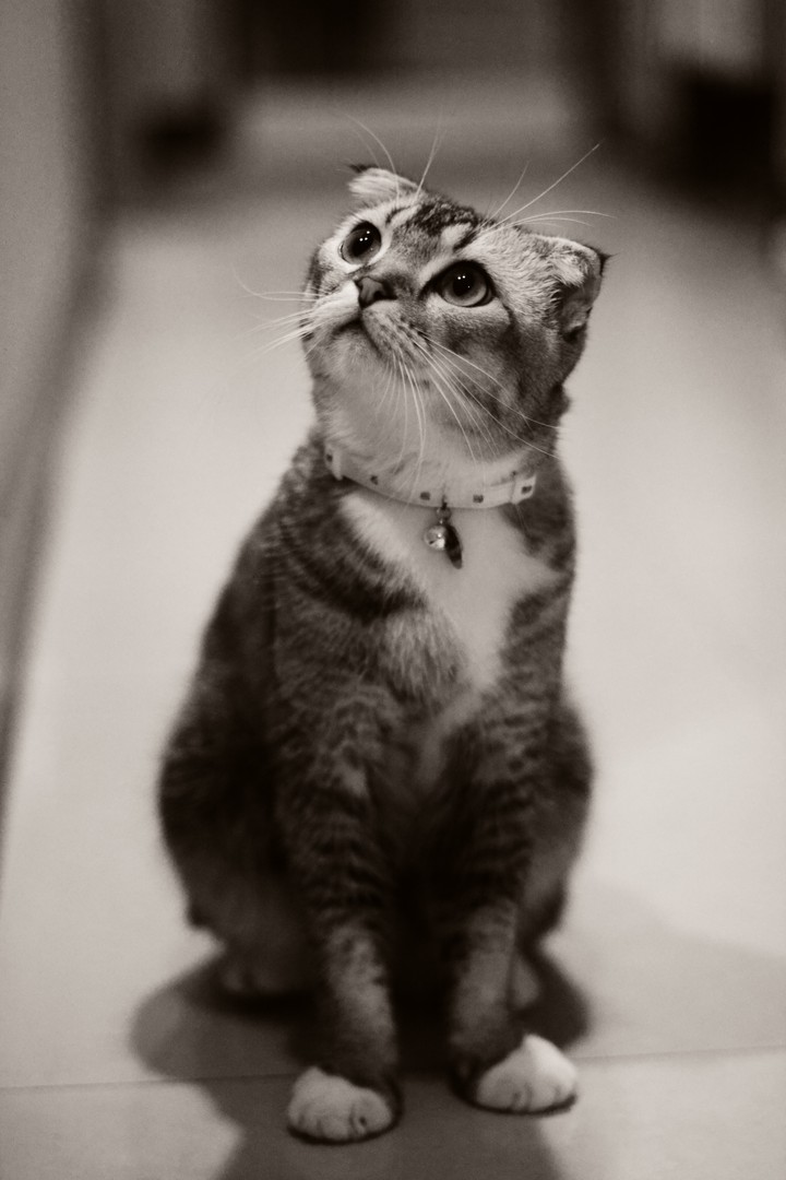새끼 고양이