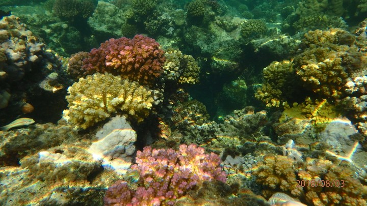 coral reef