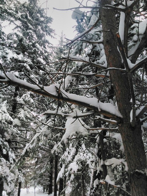 Winter Tree