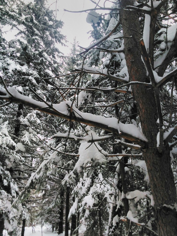 Winter Tree