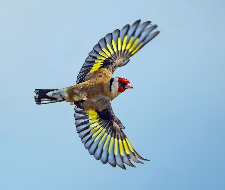 bird