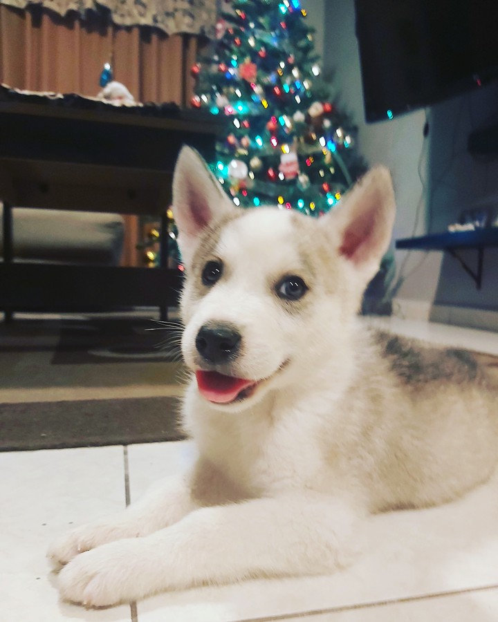 my  Husky baby