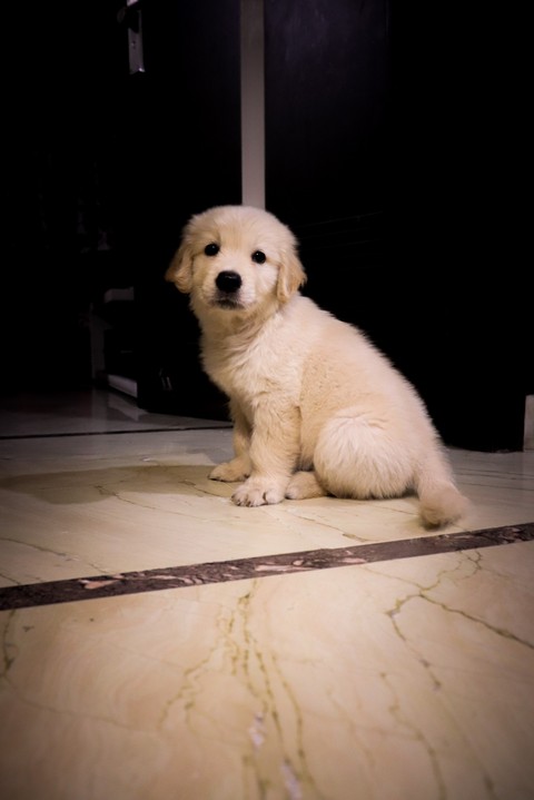 golden retriever