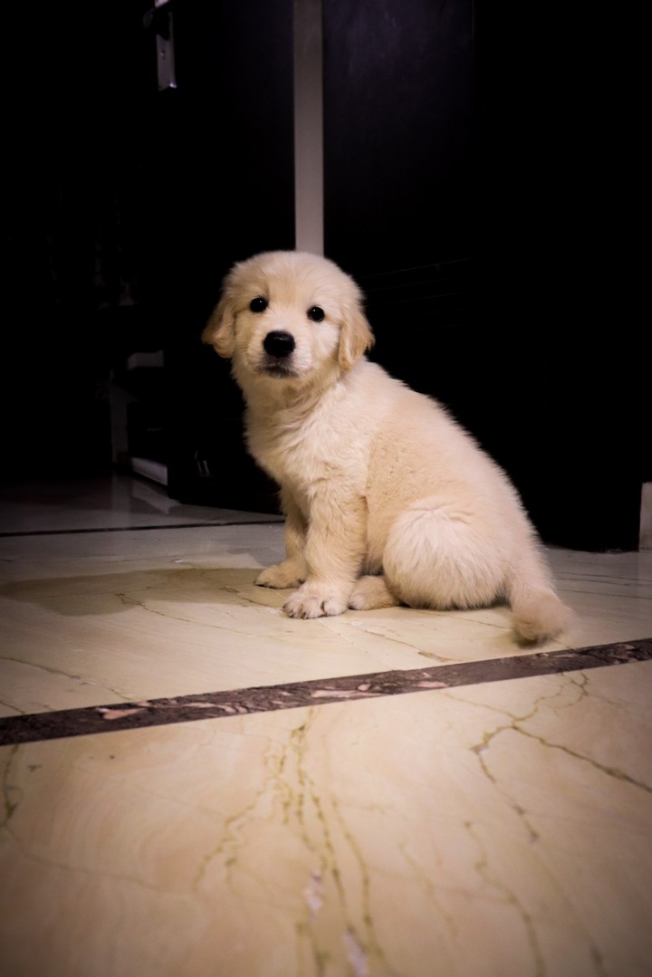 golden retriever