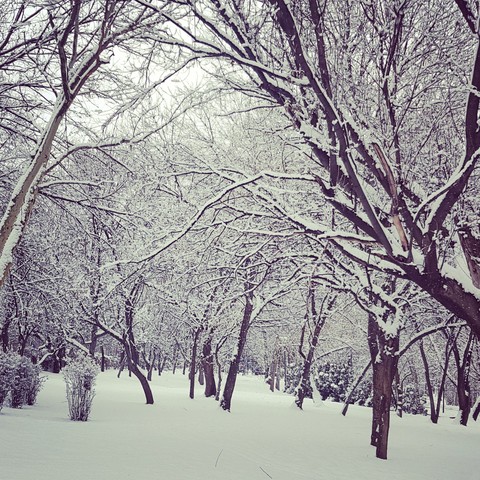 snow