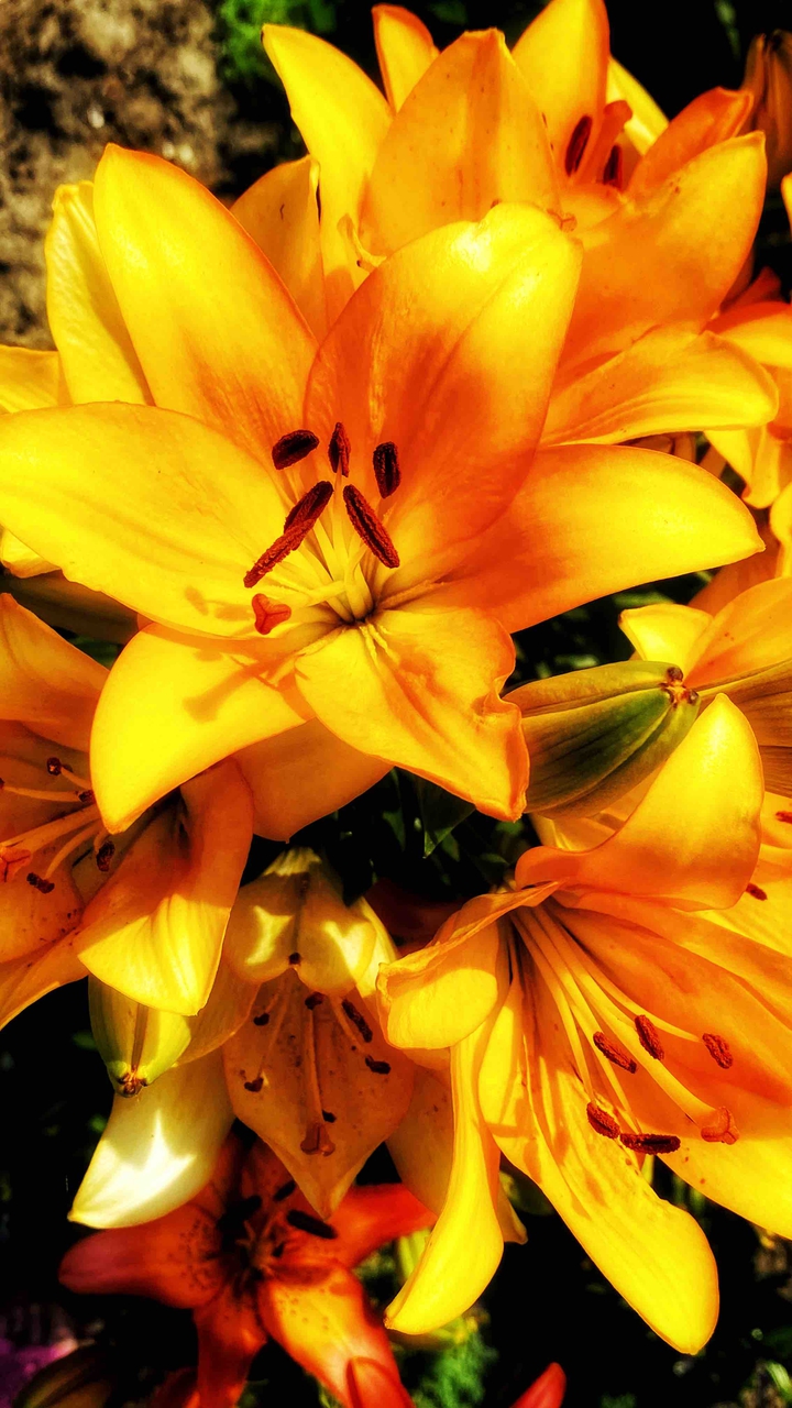 yellow lily