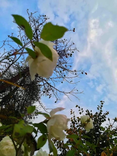 Roses