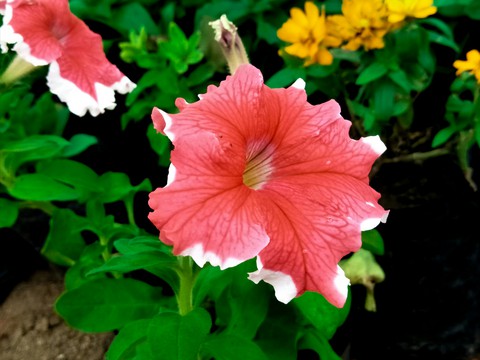 beauty of nature