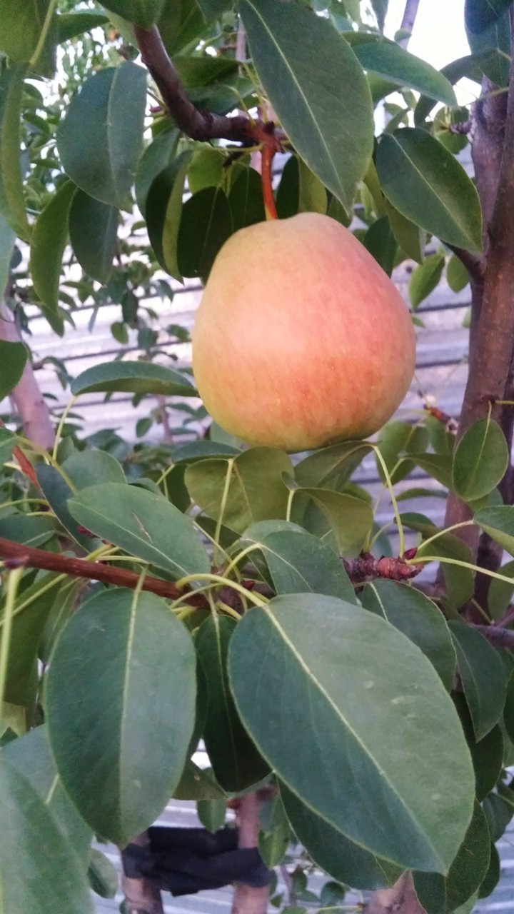 Груша ( pear ) ❤