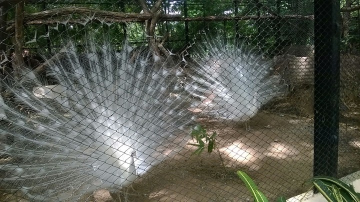 white peacock!