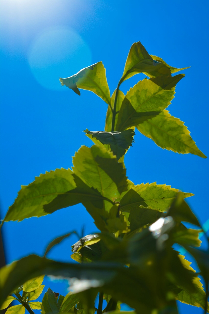 plant