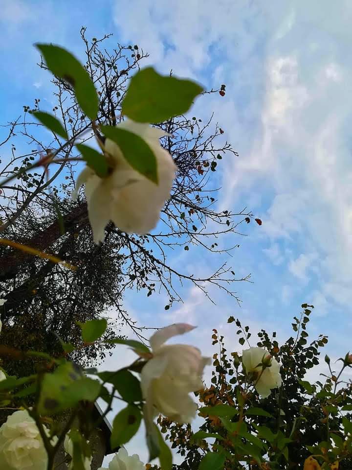 Roses