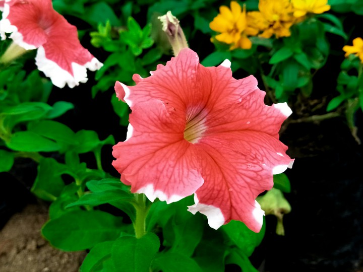 beauty of nature