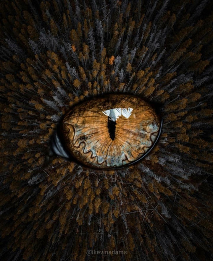 eye