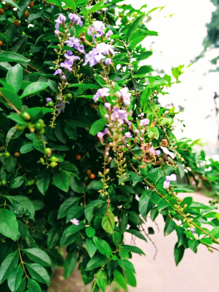 purple flower natural