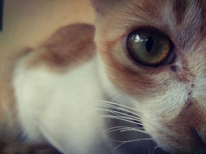 Cat eye