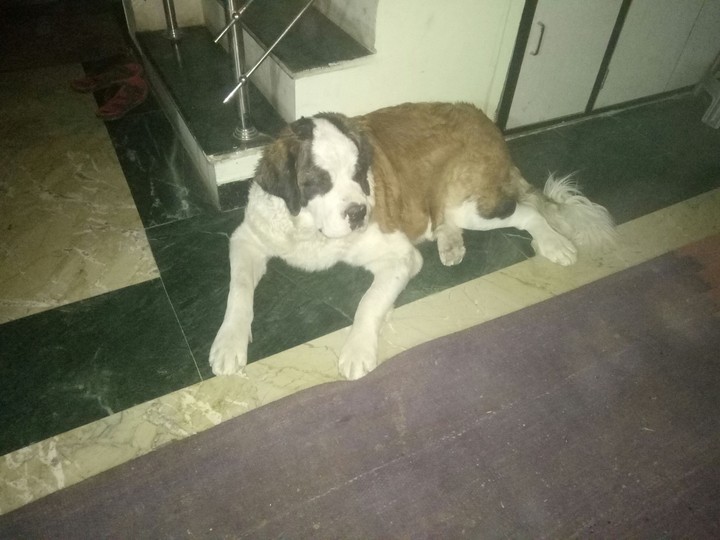 st bernard