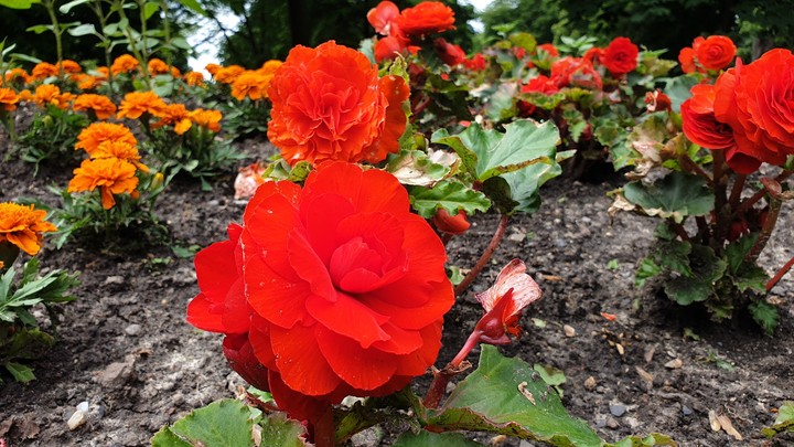 Red Flowers