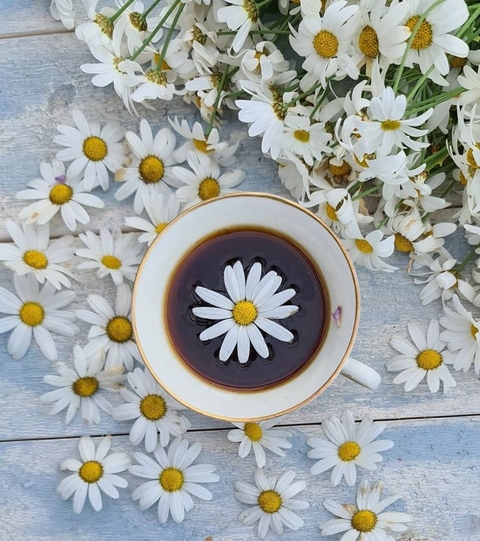 chamomile, petal wallpapers