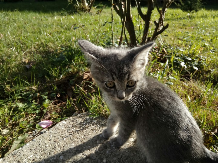 cat 2