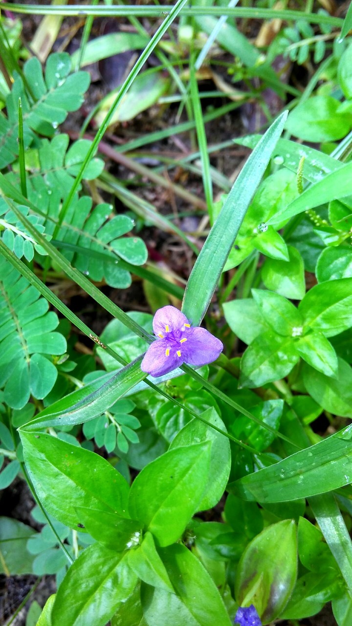 Blueish flower