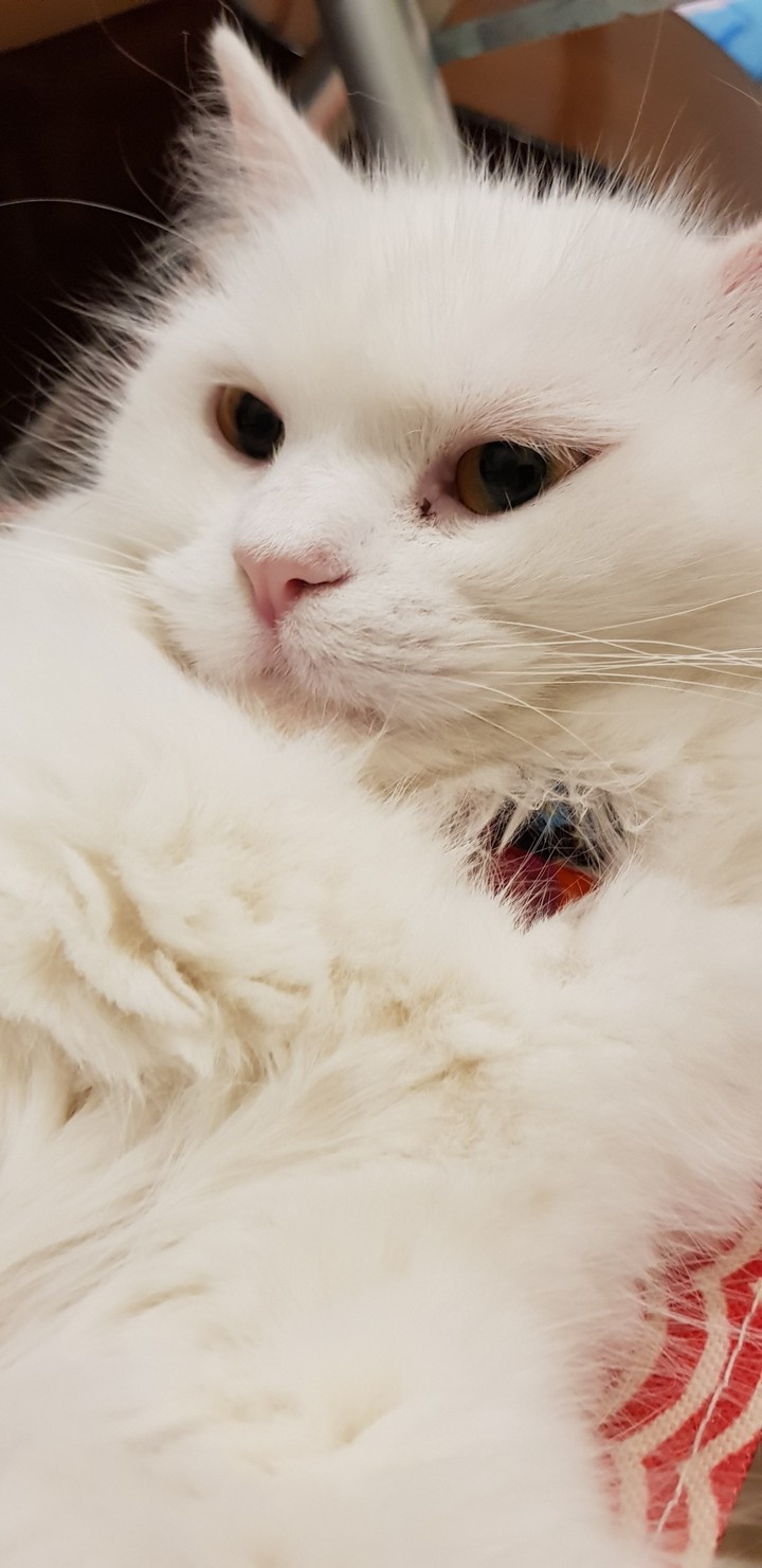 cat love