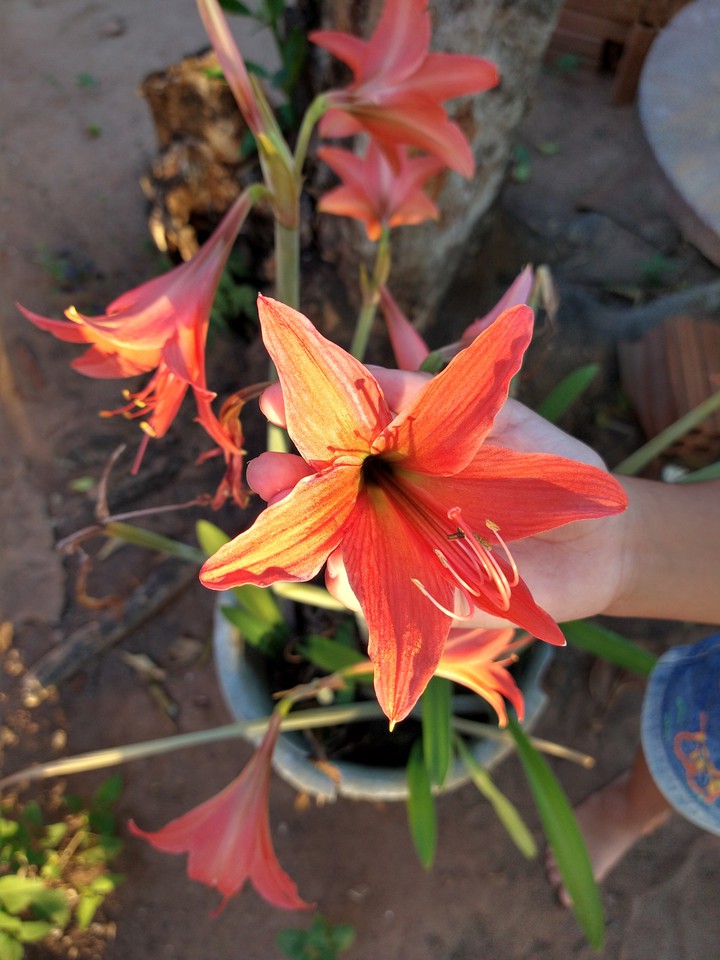 flor