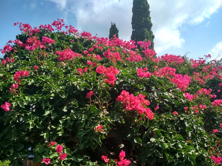 flowers