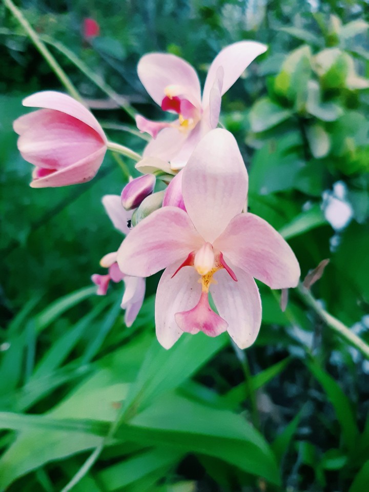 #orchid #flower