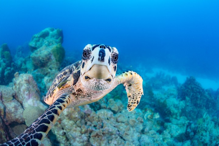 turtle