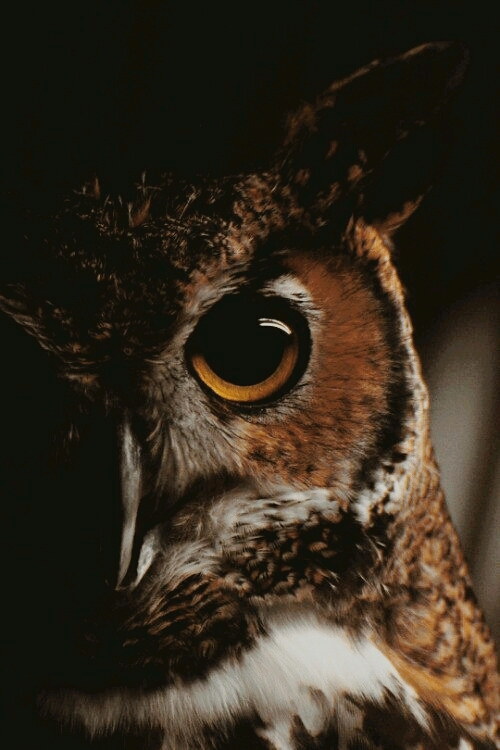 owl