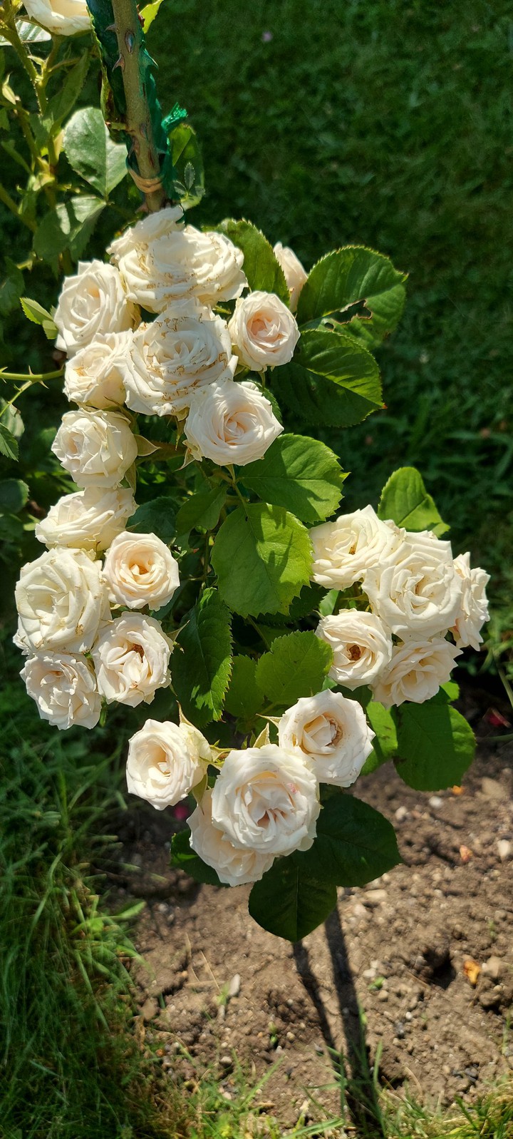 Крымские розы