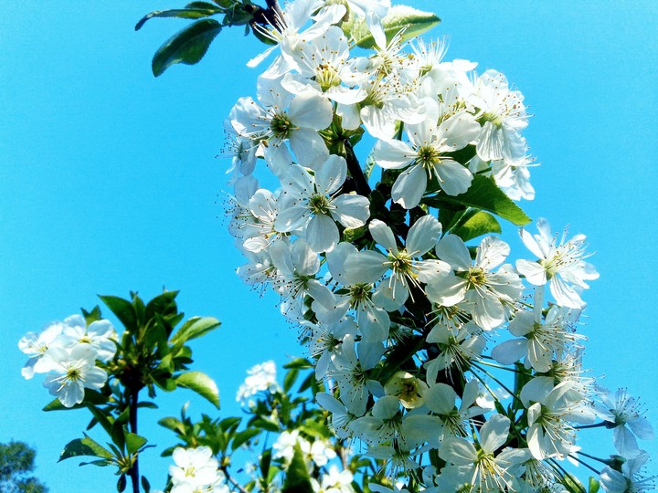spring