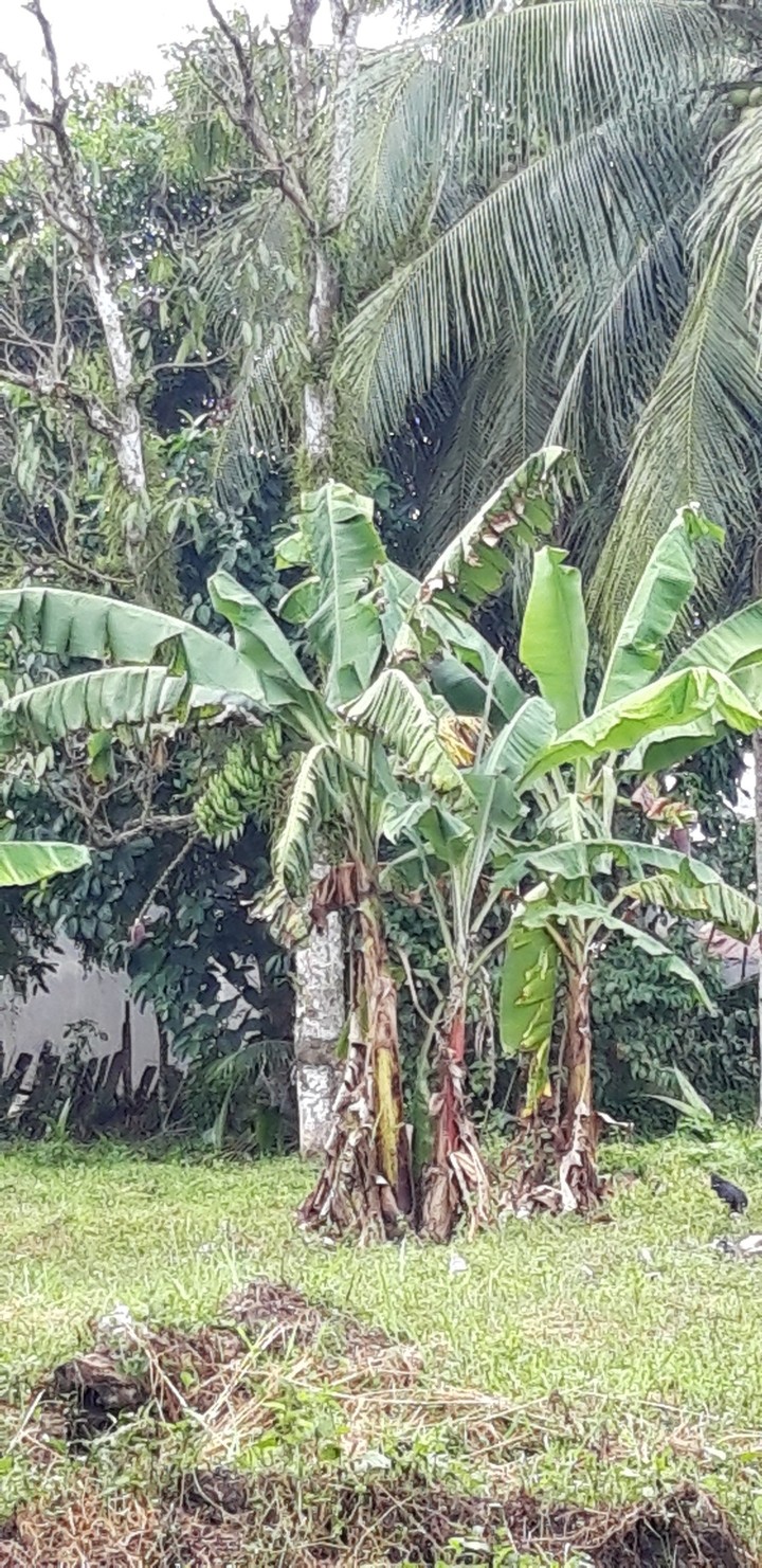 ???