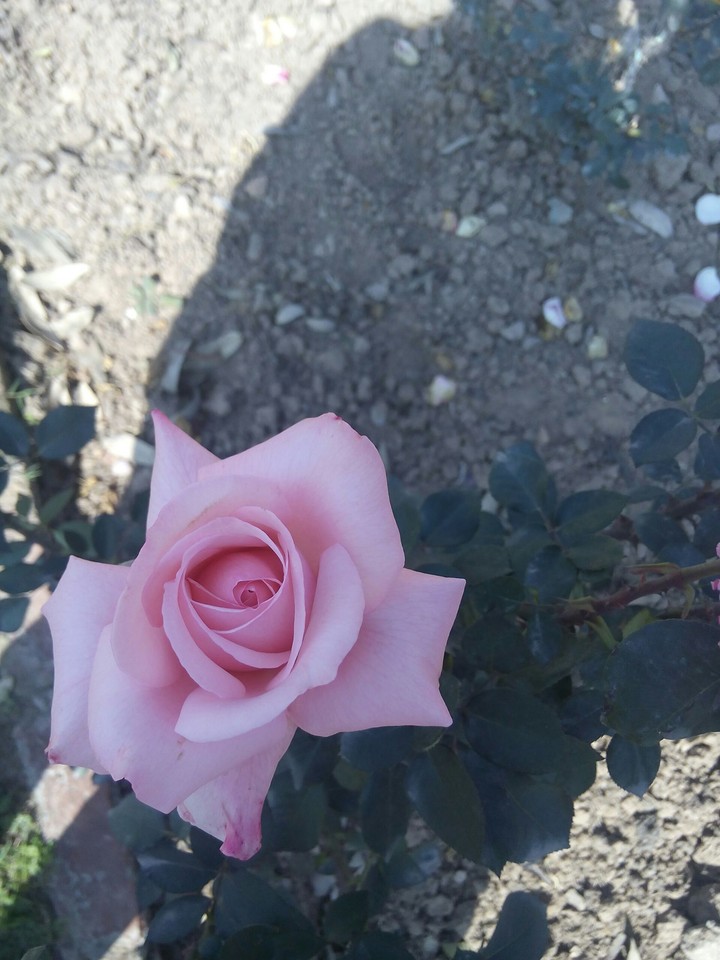 rose