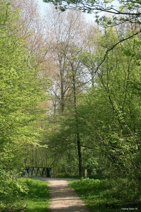 Forest in the Netherlands